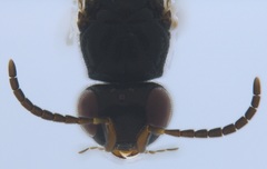 Megaspilidae