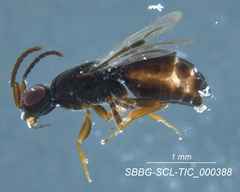 Megaspilidae