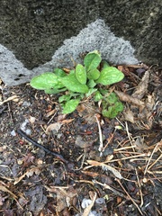 Plantago major