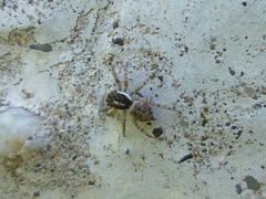 Menemerus semilimbatus