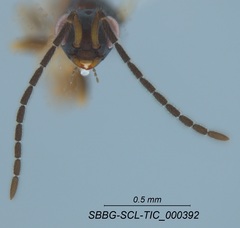 Megaspilidae