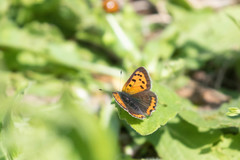 Lycaena phlaeas daimio