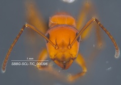 Camponotus bakeri