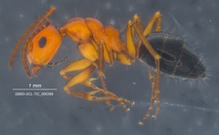 Camponotus bakeri