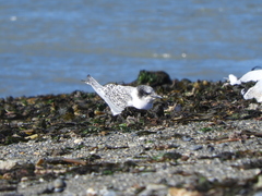Sterna hirundinacea