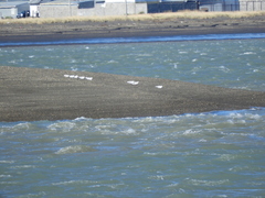 Chroicocephalus maculipennis