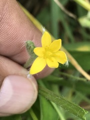 Hypoxis mexicana