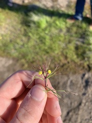 Triphysaria eriantha