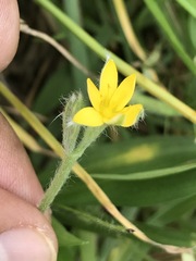 Hypoxis mexicana