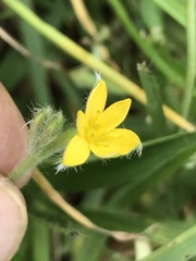 Hypoxis mexicana