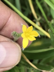 Hypoxis mexicana