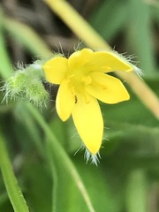 Hypoxis mexicana