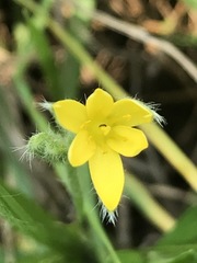 Hypoxis mexicana