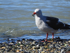 Leucophaeus scoresbii