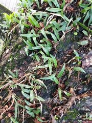Pyrrosia adnascens