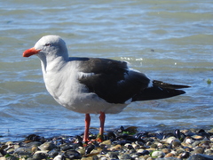 Leucophaeus scoresbii