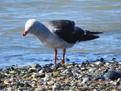 Leucophaeus scoresbii