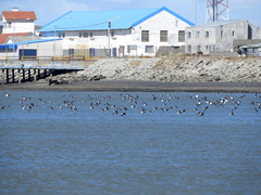 Haematopus leucopodus