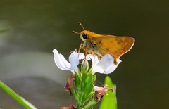 Atalopedes campestris