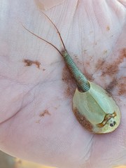 Triops australiensis