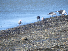 Leucophaeus scoresbii