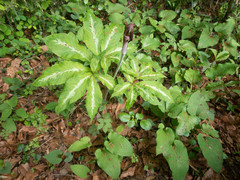 Arisaema limbatum
