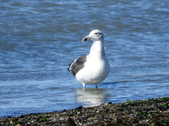 Larus dominicanus