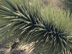 Yucca brevifolia