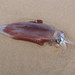 Diamondback Squid - Photo (c) Forest and Kim Starr, some rights reserved (CC BY)