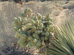Yucca brevifolia
