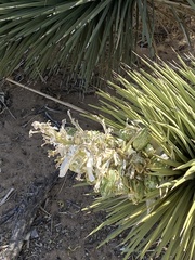 Yucca brevifolia