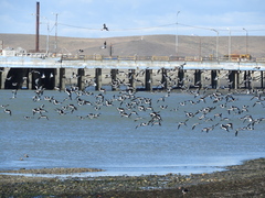 Haematopus leucopodus