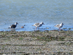 Leucophaeus scoresbii