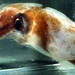 Dana Octopus-Squid - Photo (c) Richard E. Young, some rights reserved (CC BY-NC)