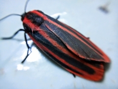 Cissura decora