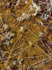 Sphagnum tenellum