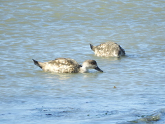 Lophonetta specularioides