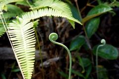 Gleichenella pectinata