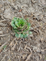 Sempervivum tectorum