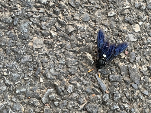Elm sawfly