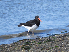 Haematopus leucopodus