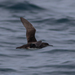 Hutton's Shearwater - Photo (c) jefftodoroff, some rights reserved (CC BY-NC), uploaded by jefftodoroff