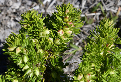 Boronia albiflora