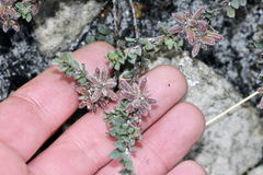 Indigofera glomerata