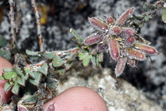 Indigofera glomerata