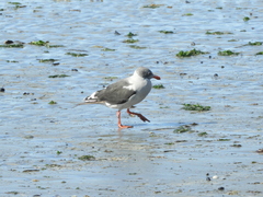 Leucophaeus scoresbii