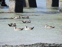 Lophonetta specularioides