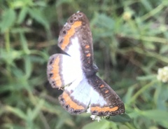 Nymphidium caricae