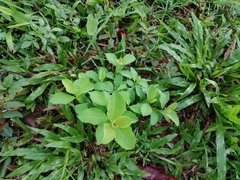 Euphorbia heterophylla