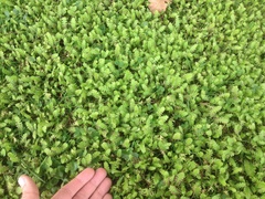 Leptinella squalida